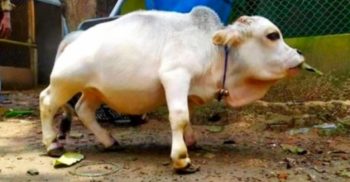 গরুর রেকর্ডে ভারতকে পেছনে ফেলতে যাচ্ছে বাংলাদেশ