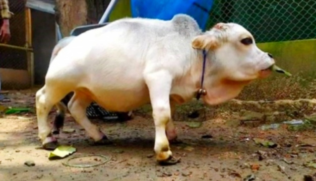 গরুর রেকর্ডে ভারতকে পেছনে ফেলতে যাচ্ছে বাংলাদেশ