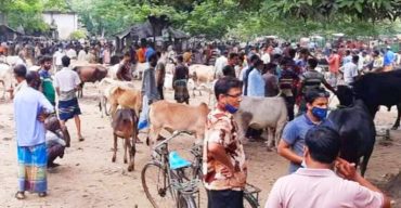 কালিগঞ্জে কঠোর শাটডাউনের মধ্যেও প্রসাশনের নাকের ডগায় চলছে জমজমাট গরু হাট