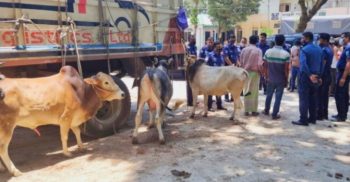 গোবিন্দগঞ্জে ট্রাক বোঝাই গরু ডাকাতি; বগুড়ায় উদ্ধার