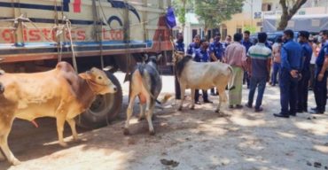 গোবিন্দগঞ্জে ট্রাক বোঝাই গরু ডাকাতি; বগুড়ায় উদ্ধার