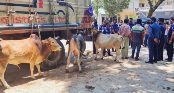 গোবিন্দগঞ্জে ট্রাক বোঝাই গরু ডাকাতি; বগুড়ায় উদ্ধার