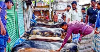 পলাশবাড়ী হাটে চামড়ার আমদানি ও ক্রেতা থাকলেও দাম কম, বিপাকে বিক্রেতারা