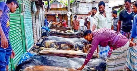 পলাশবাড়ী হাটে চামড়ার আমদানি ও ক্রেতা থাকলেও দাম কম, বিপাকে বিক্রেতারা