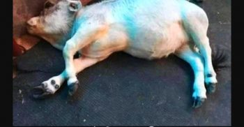 স্বীকৃতি পাওয়ার আগেই মারা গেল সেই ‘রাণী’