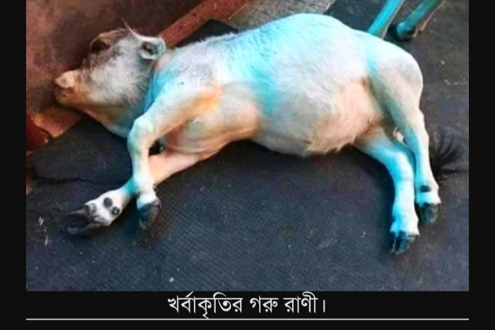 স্বীকৃতি পাওয়ার আগেই মারা গেল সেই ‘রাণী’