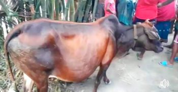 গোবিন্দগঞ্জে চুরি যাওয়া গরু উদ্ধার