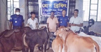 ঘোড়াঘাটে চোরাই গরু সহ কসাই আটক