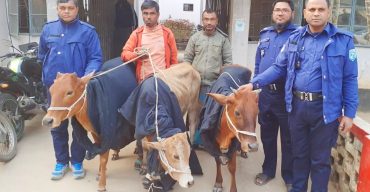 ঘোড়াঘাটে তিনটি চোরাই গরু সহ গ্রেপ্তার ২