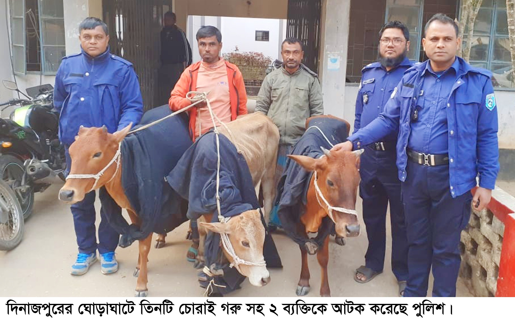 ঘোড়াঘাটে তিনটি চোরাই গরু সহ গ্রেপ্তার ২