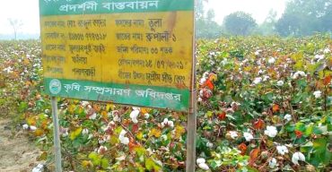 লাভজনক হওয়ায় পলাশবাড়ীতে তুলা চাষে আগ্রহ বাড়ছে কৃষকের