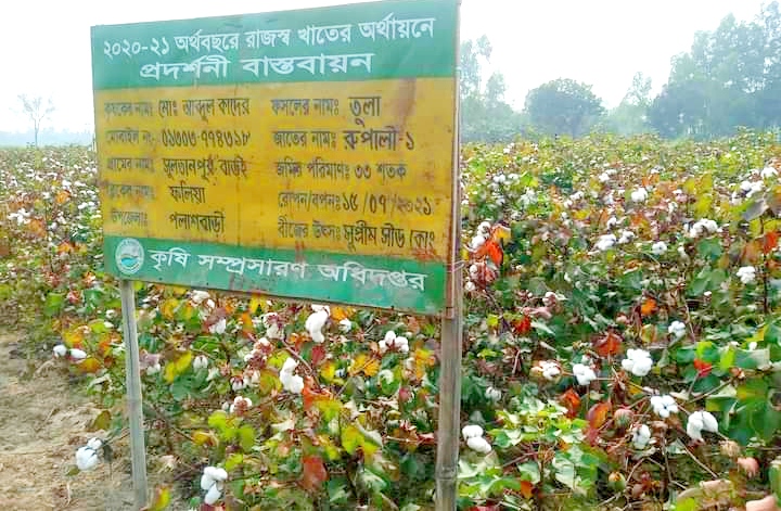 লাভজনক হওয়ায় পলাশবাড়ীতে তুলা চাষে আগ্রহ বাড়ছে কৃষকের
