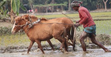 পলাশবাড়ীতে ঘোড়া দিয়ে হালচাষ কৃষকের