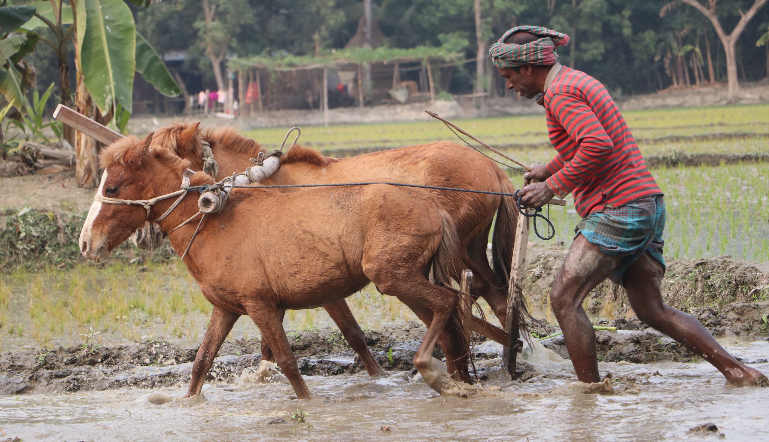 পলাশবাড়ীতে ঘোড়া দিয়ে হালচাষ কৃষকের