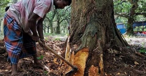 অনুমতি ছাড়া কাটা যাবে না নিজের গাছও