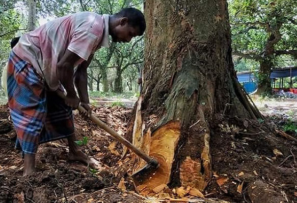 অনুমতি ছাড়া কাটা যাবে না নিজের গাছও