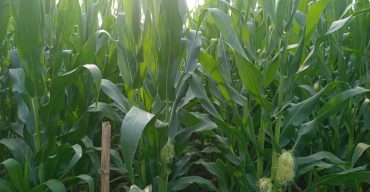 পলাশবাড়ীতে কম খরচে ভুট্টা চাষে বাম্পার ফলনের আশা কৃষকের 