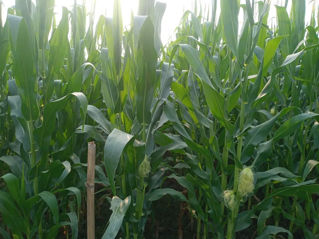 পলাশবাড়ীতে কম খরচে ভুট্টা চাষে বাম্পার ফলনের আশা কৃষকের 