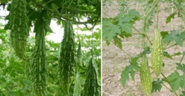 নতুন জাতের করলা উদ্ভাবন