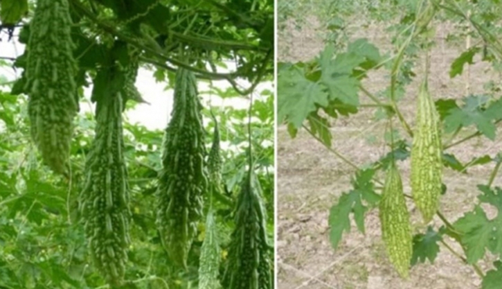 নতুন জাতের করলা উদ্ভাবন