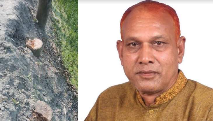 গাইবান্ধায় সরকারি গাছকাটায় ইউপি চেয়ারম্যানের বিরুদ্ধে মামলা