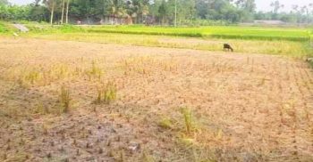 পলাশবাড়ীতে জোরপূর্বক ধান কেটে নেওয়ার অভিযোগ প্রতিপক্ষের বিরুদ্ধে 