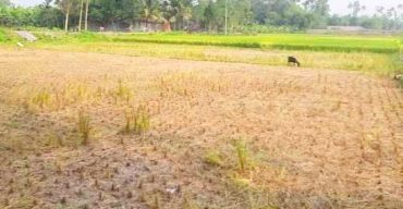 পলাশবাড়ীতে জোরপূর্বক ধান কেটে নেওয়ার অভিযোগ প্রতিপক্ষের বিরুদ্ধে 