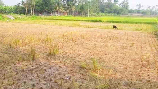 পলাশবাড়ীতে জোরপূর্বক ধান কেটে নেওয়ার অভিযোগ প্রতিপক্ষের বিরুদ্ধে 