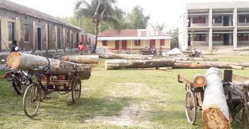 পলাশবাড়ীতে কলেজে ২টি গাছ নিলাম দেখিয়ে ৪টি গাছ কর্তনের অভিযোগ