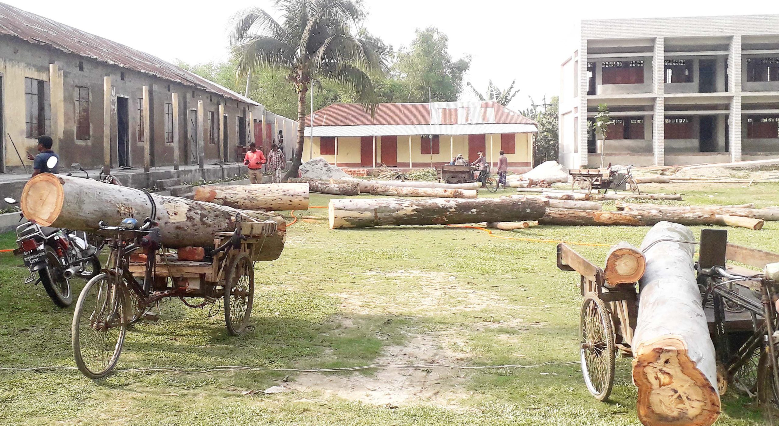 পলাশবাড়ীতে কলেজে ২টি গাছ নিলাম দেখিয়ে ৪টি গাছ কর্তনের অভিযোগ
