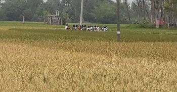 পলাশবাড়ীতে ইটভাটার বিষাক্ত গ্যাসে পুড়ল কৃষকের স্বপ্ন