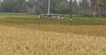 পলাশবাড়ীতে ইটভাটার বিষাক্ত গ্যাসে পুড়ল কৃষকের স্বপ্ন