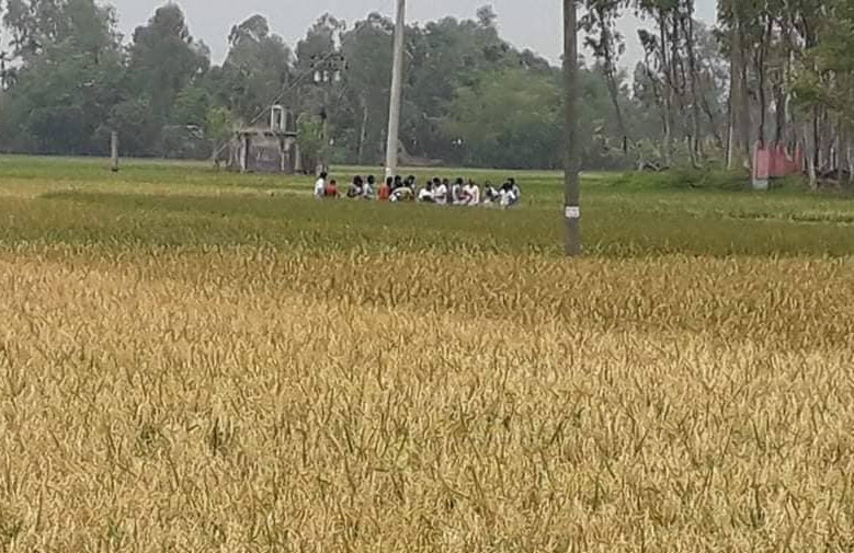 পলাশবাড়ীতে ইটভাটার বিষাক্ত গ্যাসে পুড়ল কৃষকের স্বপ্ন