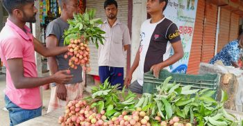 ঘোড়াঘাটের বাজারে আগাম লাল টসটসে লিচু, দাম হাতের নাগালে