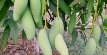 ২৫ মে থেকে বাজারে আসছে নওগাঁর আম