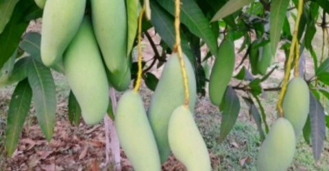 ২৫ মে থেকে বাজারে আসছে নওগাঁর আম