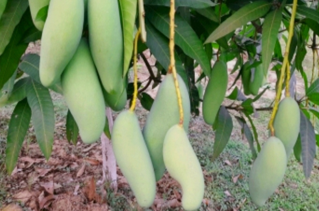 ২৫ মে থেকে বাজারে আসছে নওগাঁর আম