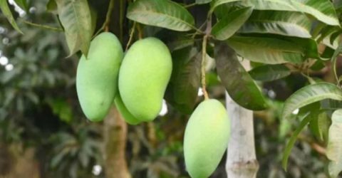 জানা গেল ফজলি আম কোন জেলার