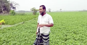 বাদাম চাষে ঝুঁকছে ডোমারের কৃষক