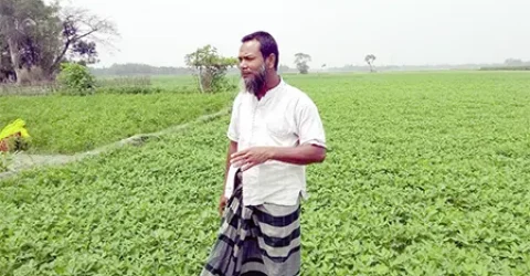 বাদাম চাষে ঝুঁকছে ডোমারের কৃষক