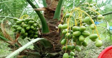 সৌদির খেজুর বাগান এখন নাটোরে