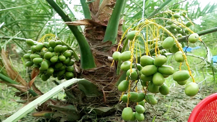 সৌদির খেজুর বাগান এখন নাটোরে