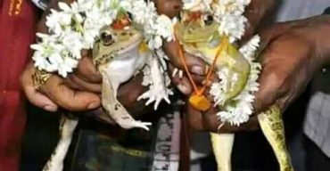 বৃষ্টির আশায় ৫০০ লোকের আয়োজনে ব্যাঙের বিয়ে