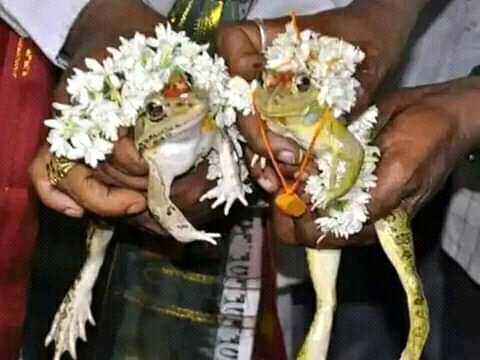 বৃষ্টির আশায় ৫০০ লোকের আয়োজনে ব্যাঙের বিয়ে