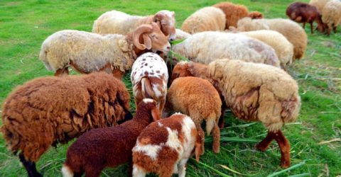 দেশে দুম্বা পালনে নতুন বাণিজ্যিক সম্ভাবনা 