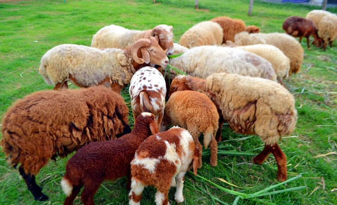 দেশে দুম্বা পালনে নতুন বাণিজ্যিক সম্ভাবনা 