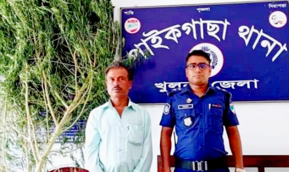 পাইকগাছায় গাঁজা গাছ সহ তিন মাদক বিক্রেতা আটক