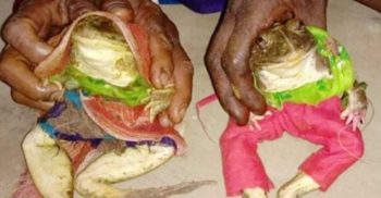 বর-কনে ব্যাঙের বিয়ে পড়ান স্থানীয় পুরোহিত শ্রী বৈশাখ পাহান