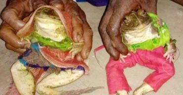 বর-কনে ব্যাঙের বিয়ে পড়ান স্থানীয় পুরোহিত শ্রী বৈশাখ পাহান