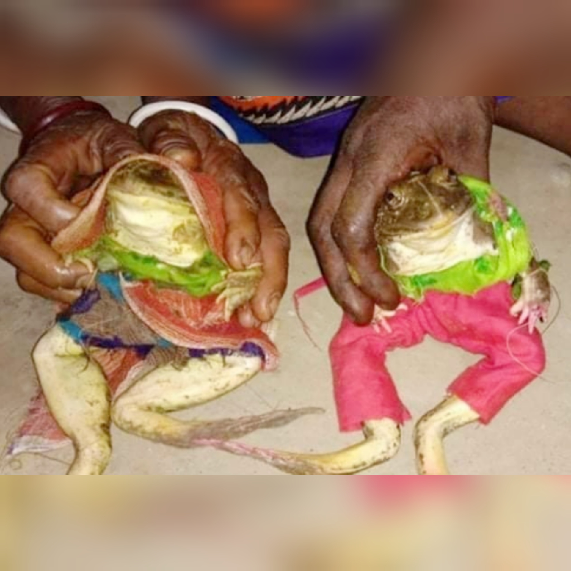 বর-কনে ব্যাঙের বিয়ে পড়ান স্থানীয় পুরোহিত শ্রী বৈশাখ পাহান